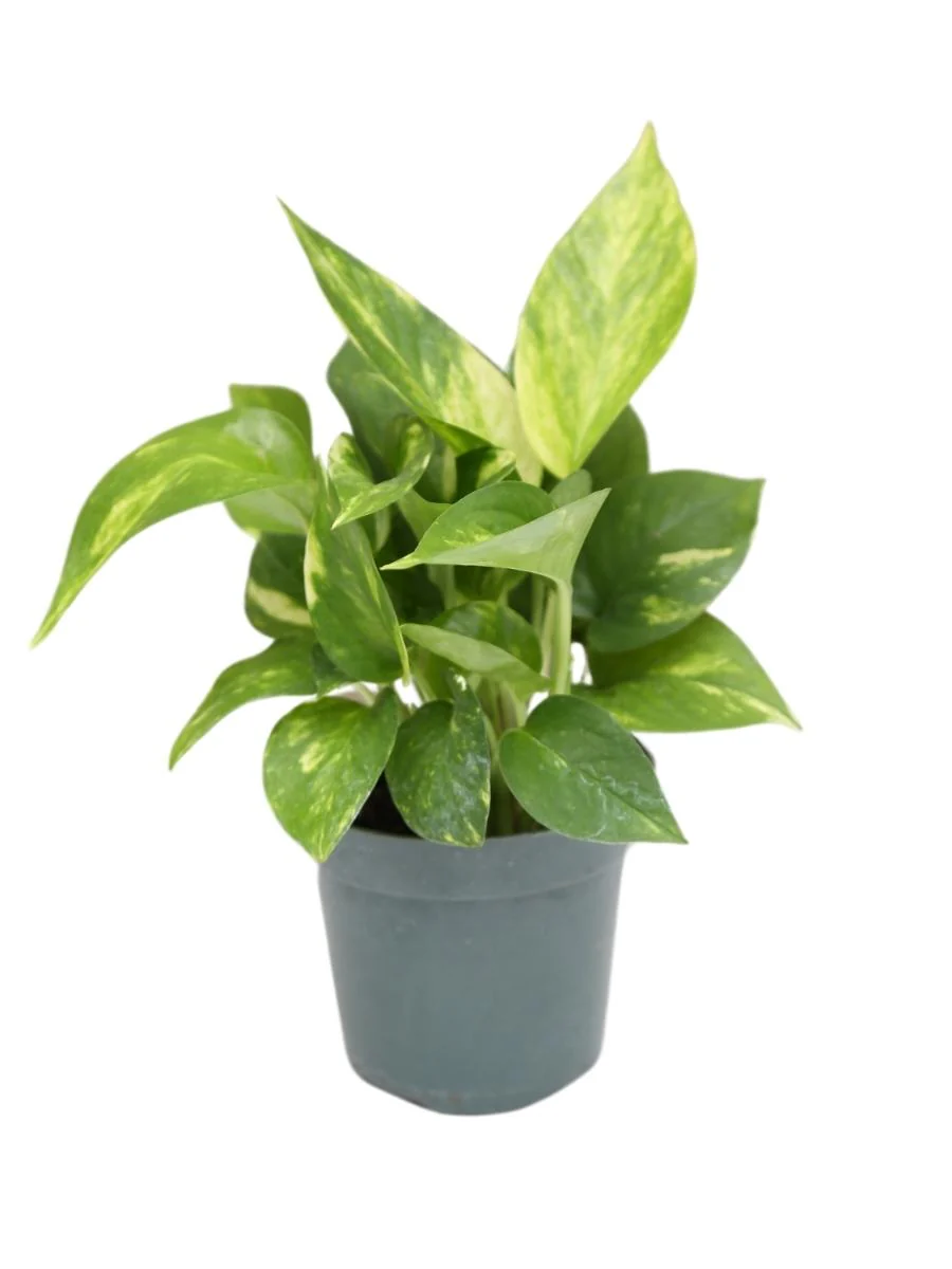 Pothos 'Golden' - Image 5