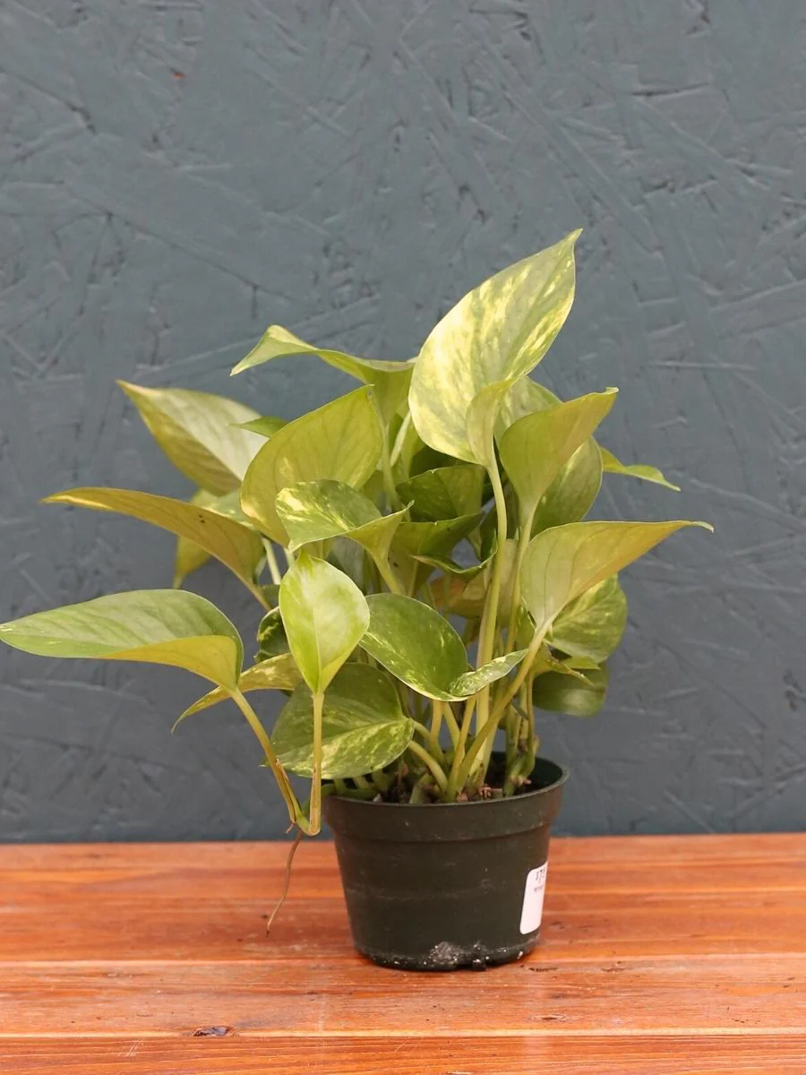 Pothos 'Golden' - Image 6