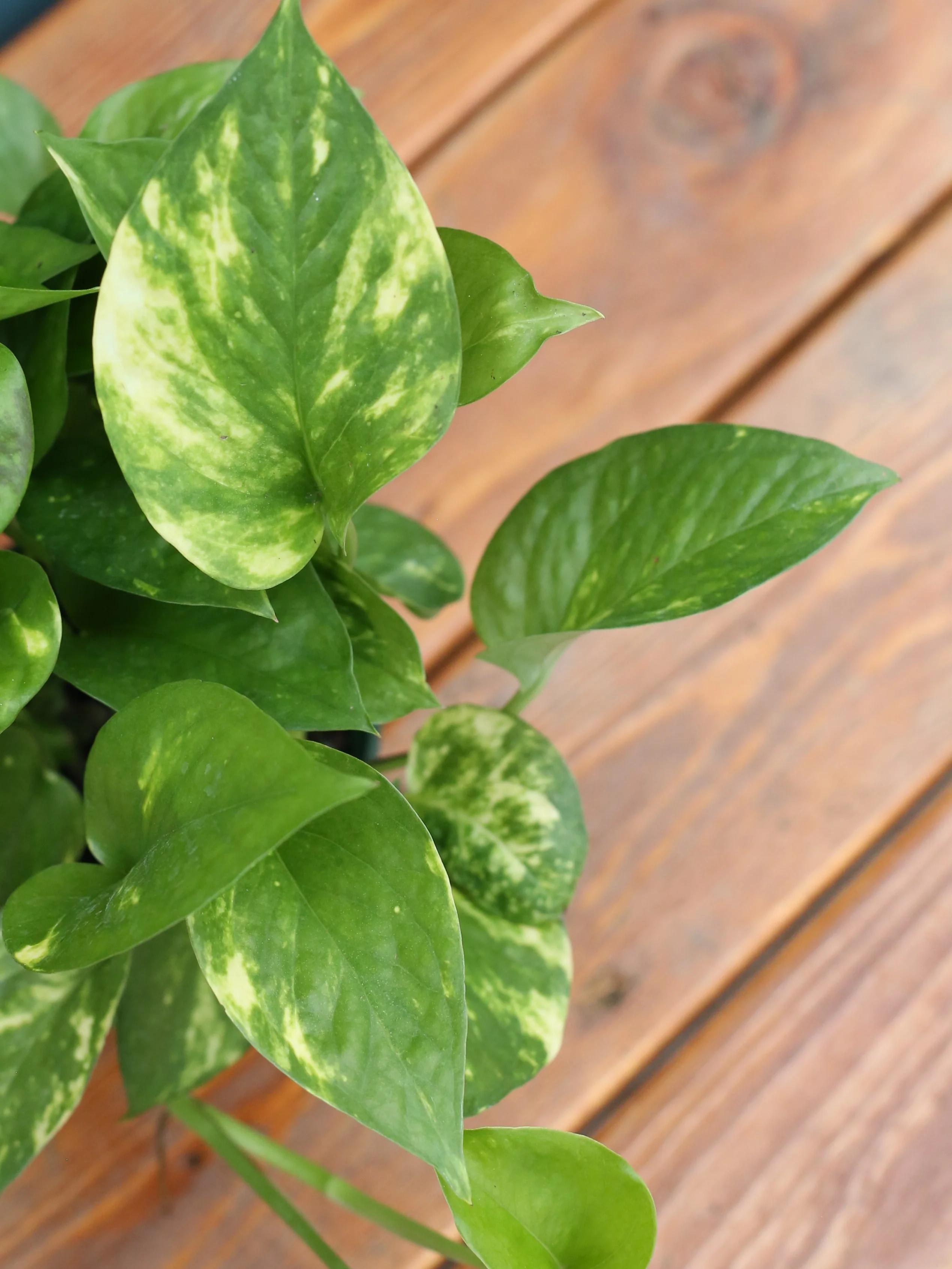 Pothos 'Golden' - Image 7