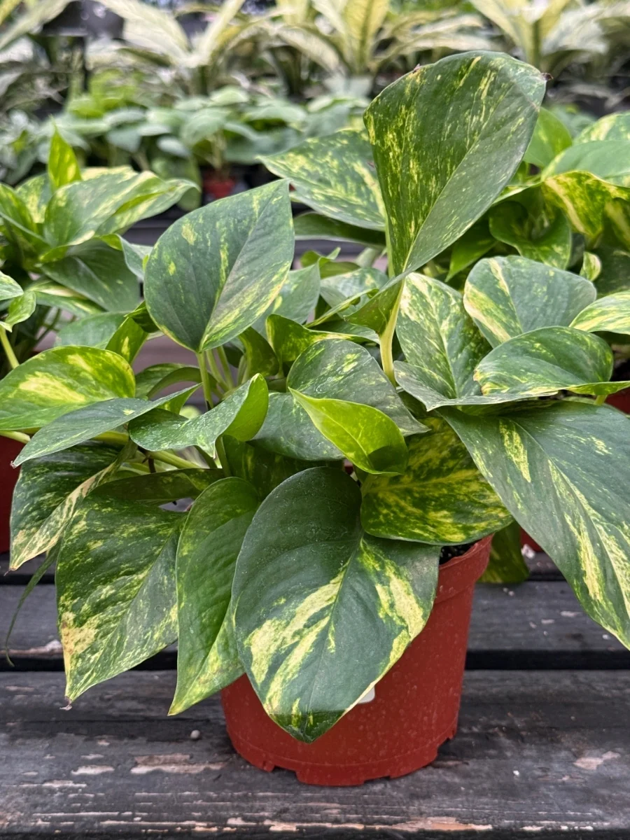 Pothos 'Golden' - Image 8