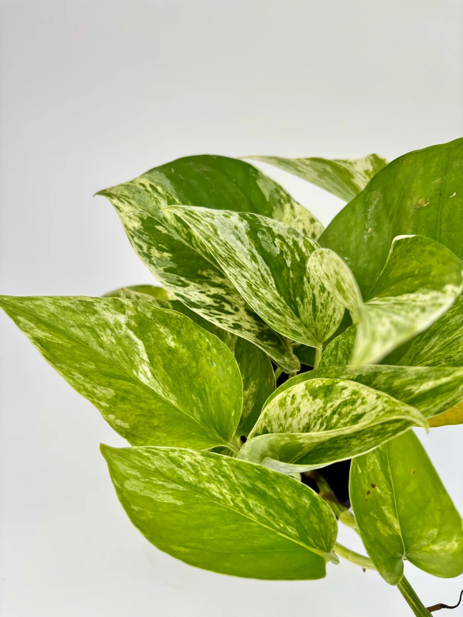 Pothos ‘Marble Queen’ 4" - Image 3