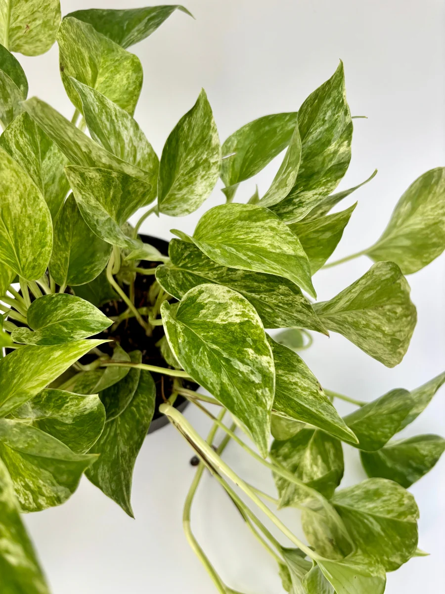 Pothos ‘Marble Queen’ 6" - Image 3