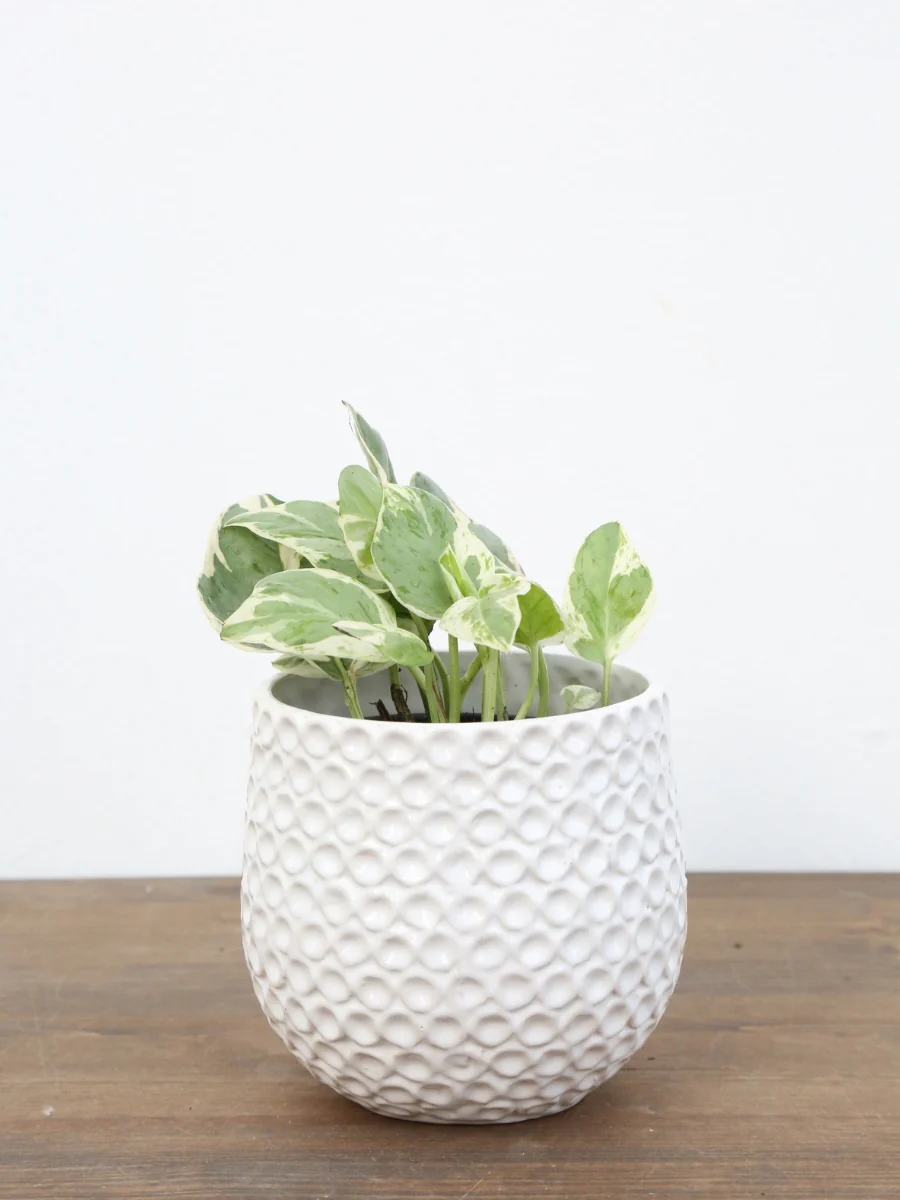 Pothos 'Pearls and Jade’ - Image 3