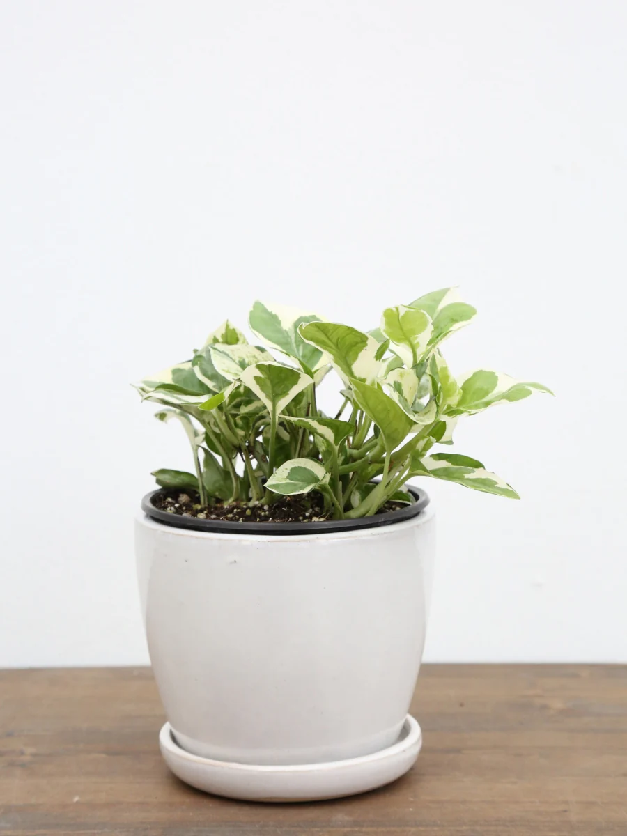 Pothos 'Pearls and Jade’ - Image 4