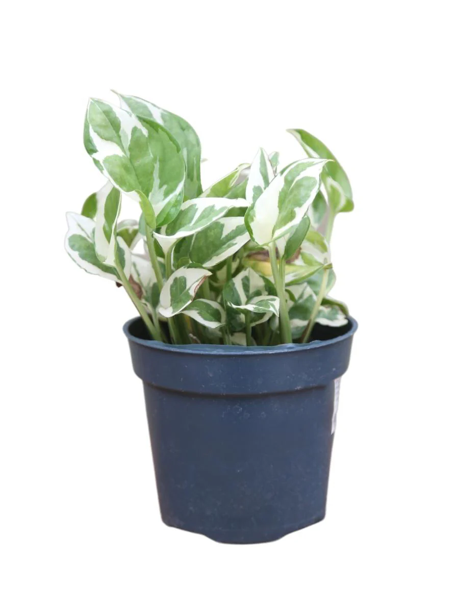 Pothos 'Pearls and Jade’ - Image 5