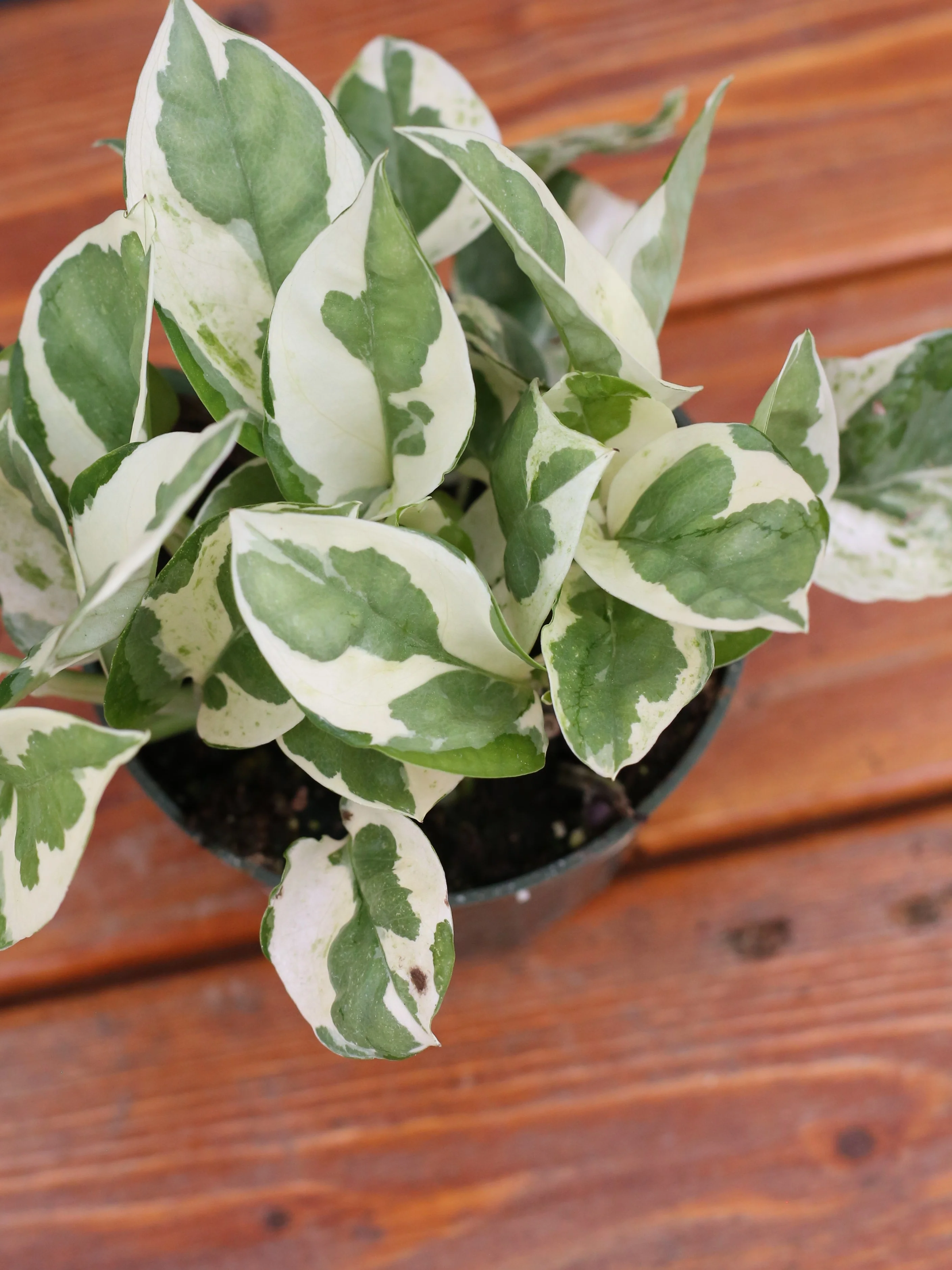 Pothos 'Pearls and Jade’ - Image 6