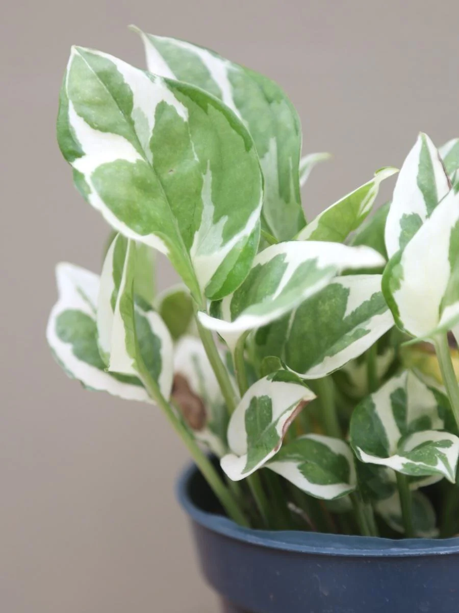 Pothos 'Pearls and Jade’ - Image 7