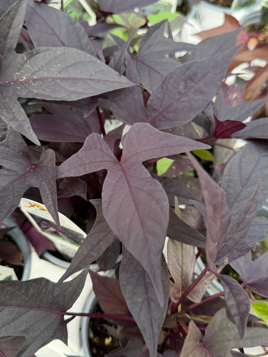 Proven Winner Proven Accents® Sweet Caroline Raven ™ 4.5''