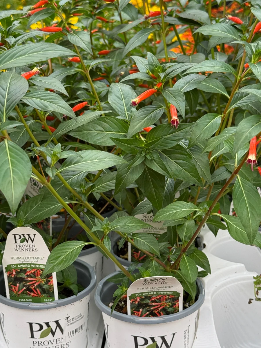 Proven Winner Vermillionaire® Cuphea Hybrid Qt.