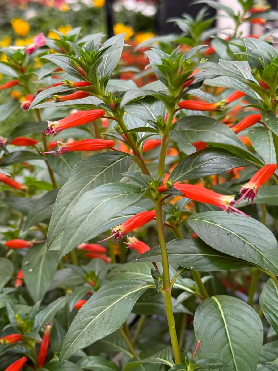 Proven Winner Vermillionaire® Cuphea Hybrid Qt. - Image 2