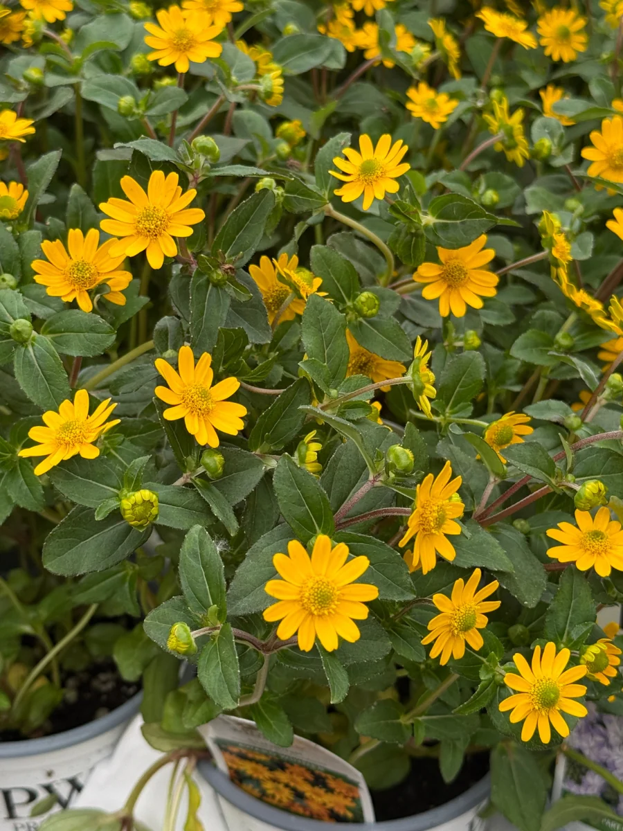 Proven Winners Bidens 'Suncredible Yellow' 4.5''