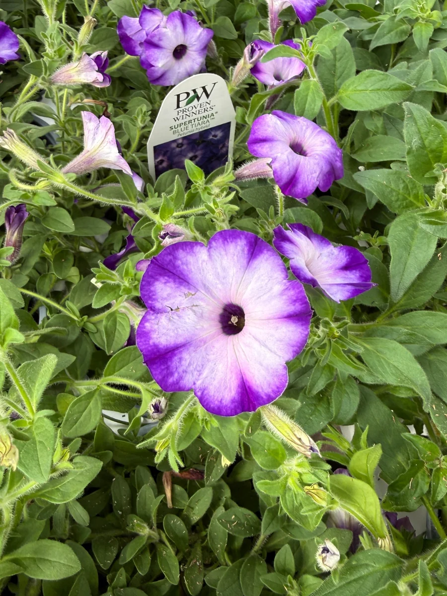 Proven Winners Supertunia 'Blue Tiara' 4.5''