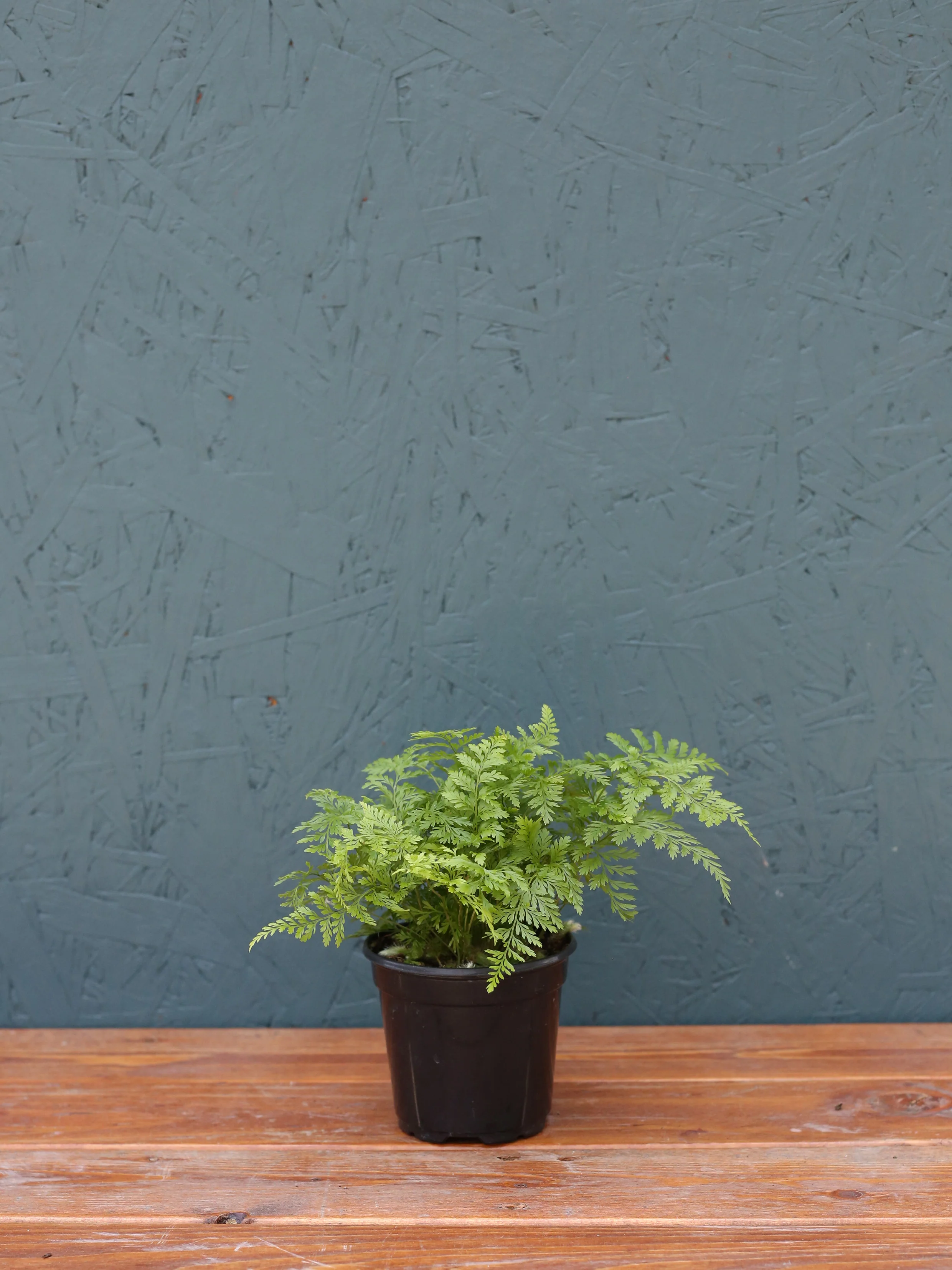 Rabbit Foot Fern - Image 3