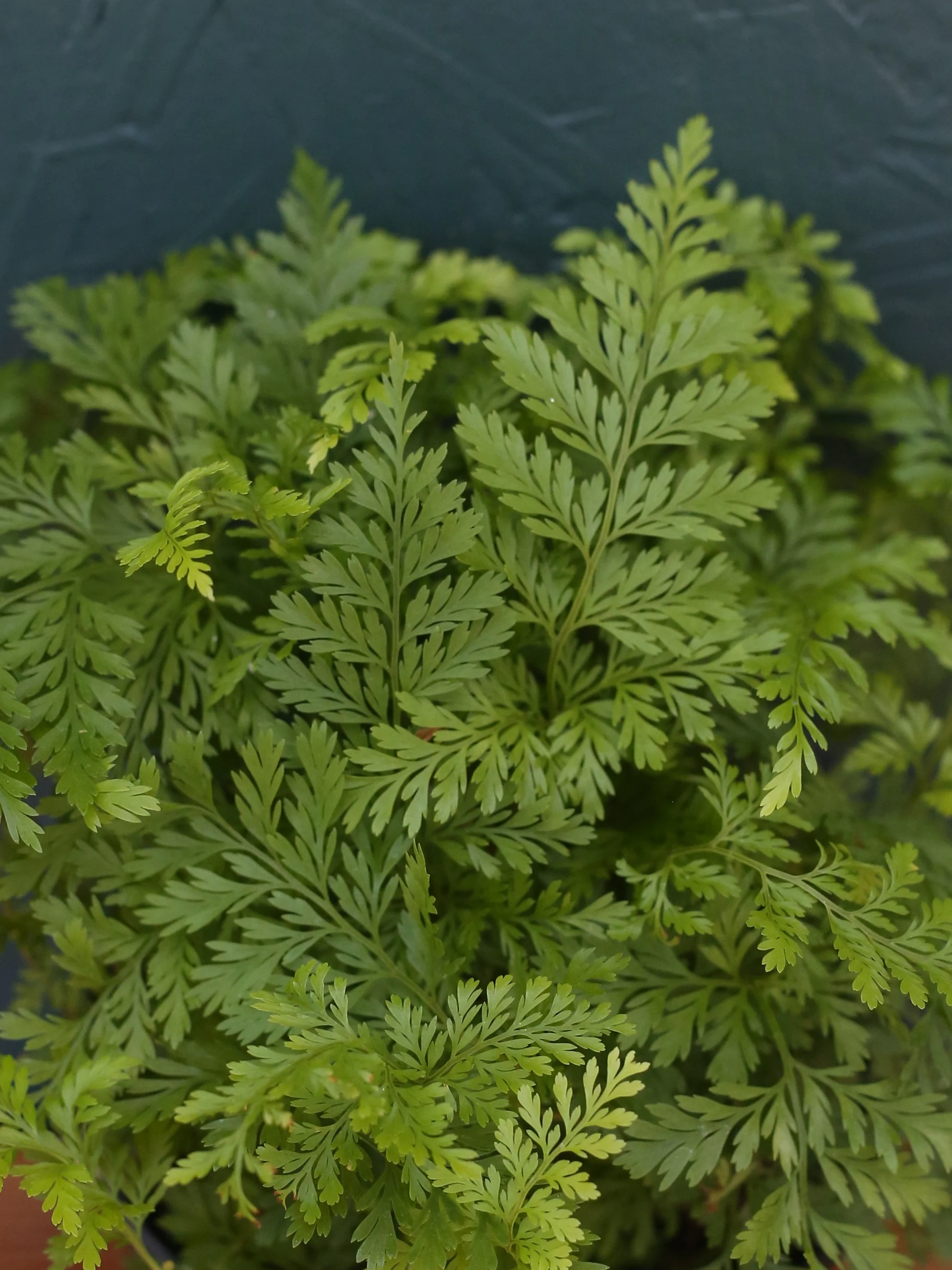 Rabbit Foot Fern - Image 4