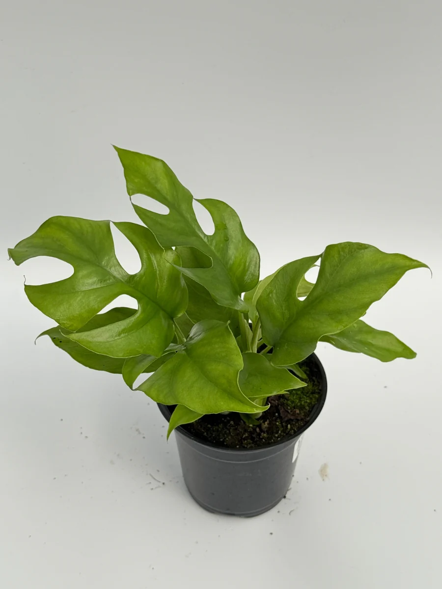Rhaphidophora Tetrasperma Minima 4''