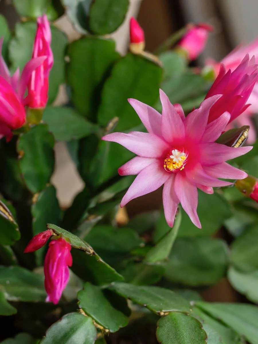 Rhipsalidopsis Spring Cactus 4" - Image 3