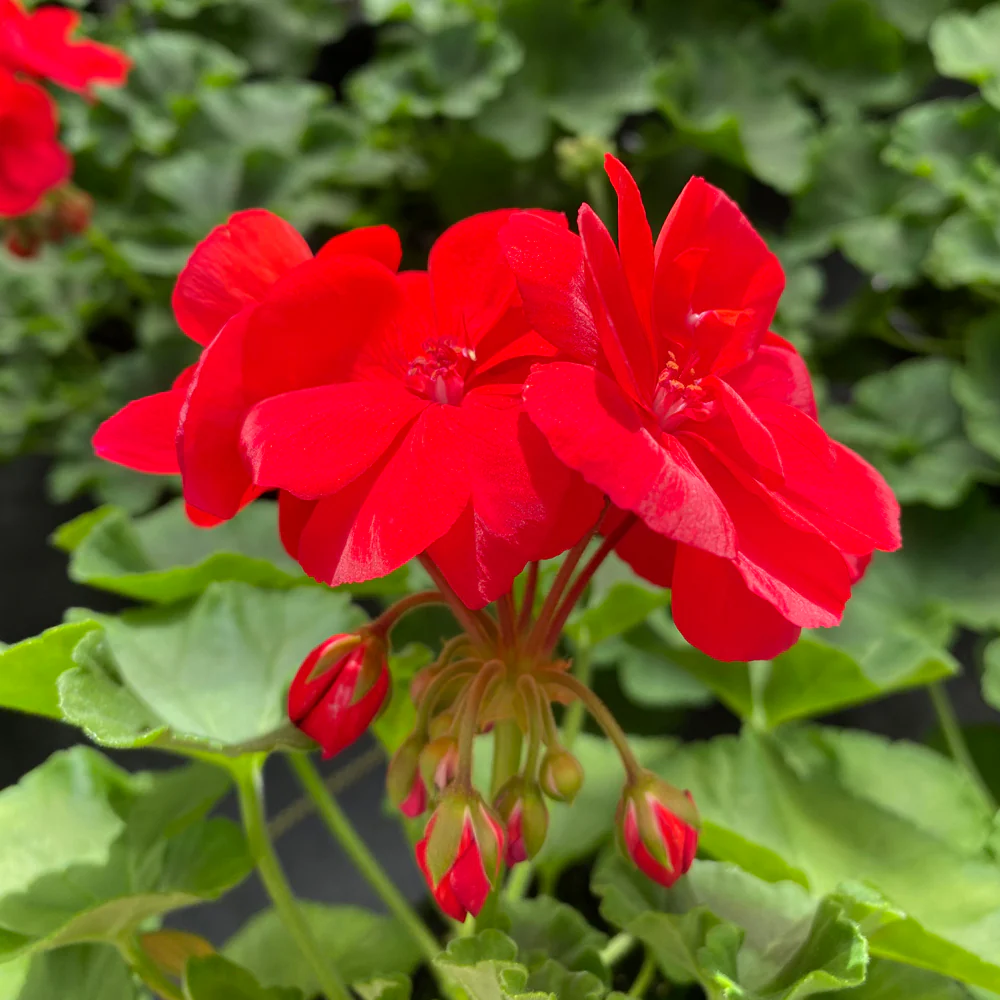 Geranium | Rocky Mountain™ Dark Red 4"