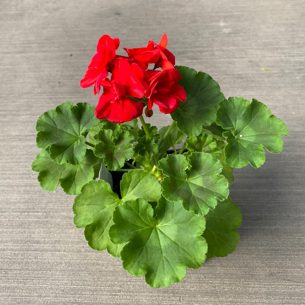Geranium | Rocky Mountain™ Dark Red 4" - Image 2
