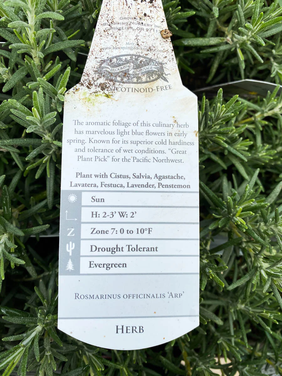 Rosemary Arp - Image 2