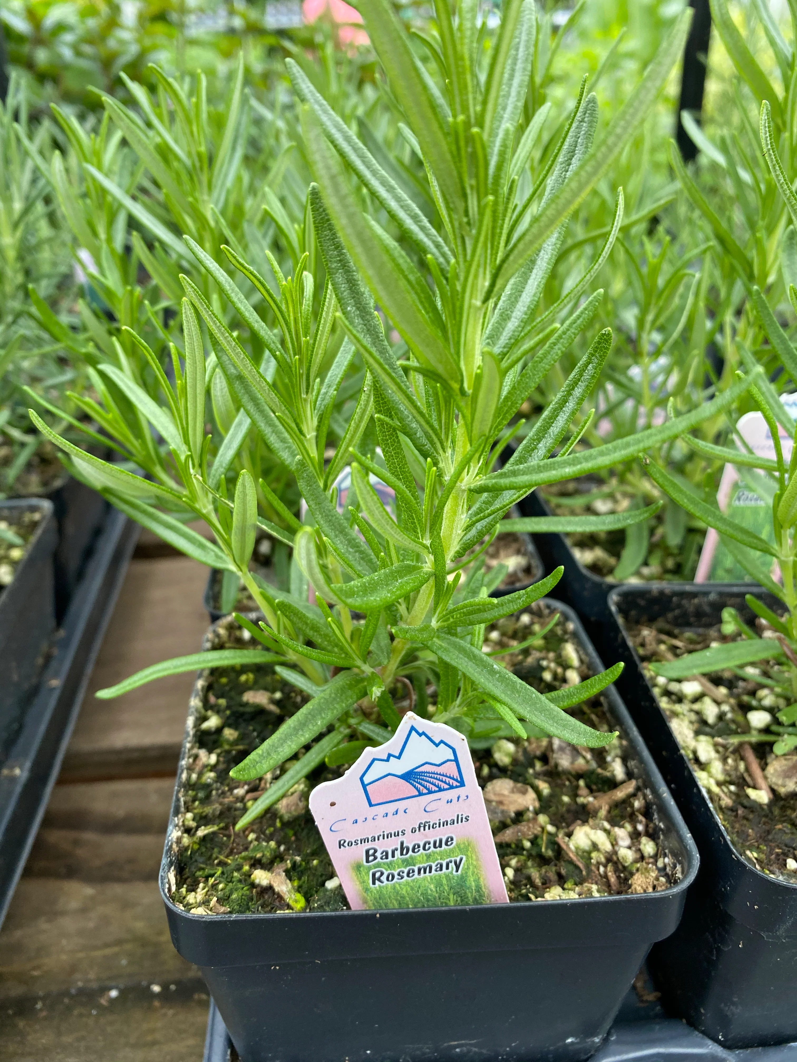 Rosemary Barbeque
