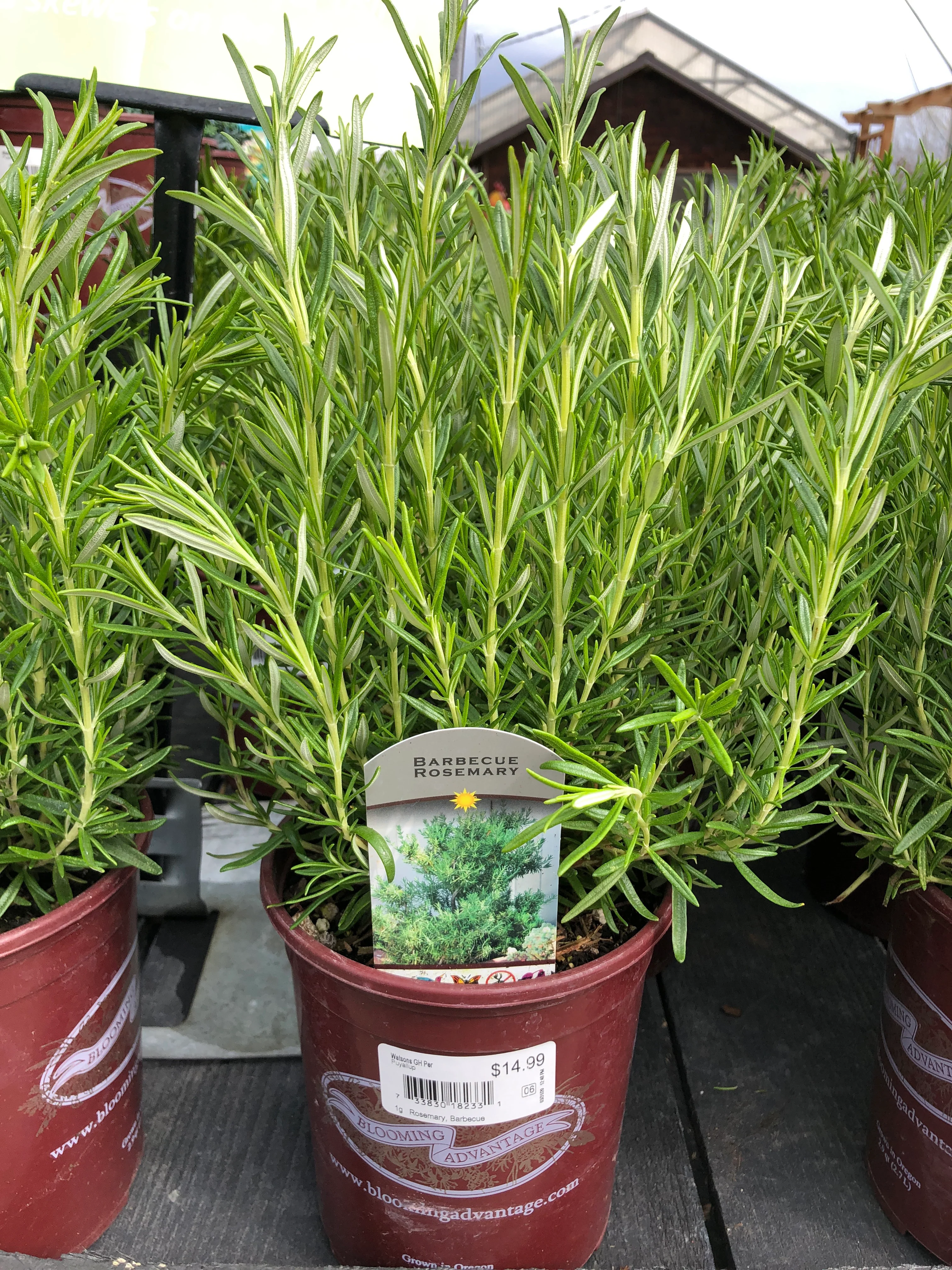 Rosemary Barbeque - Image 2