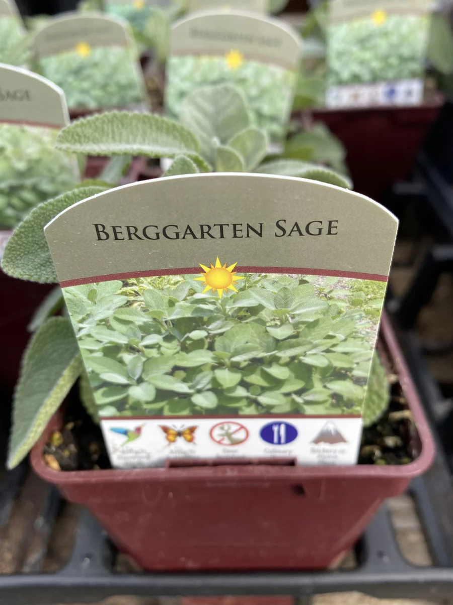 Sage Berggarten 4" - Image 3