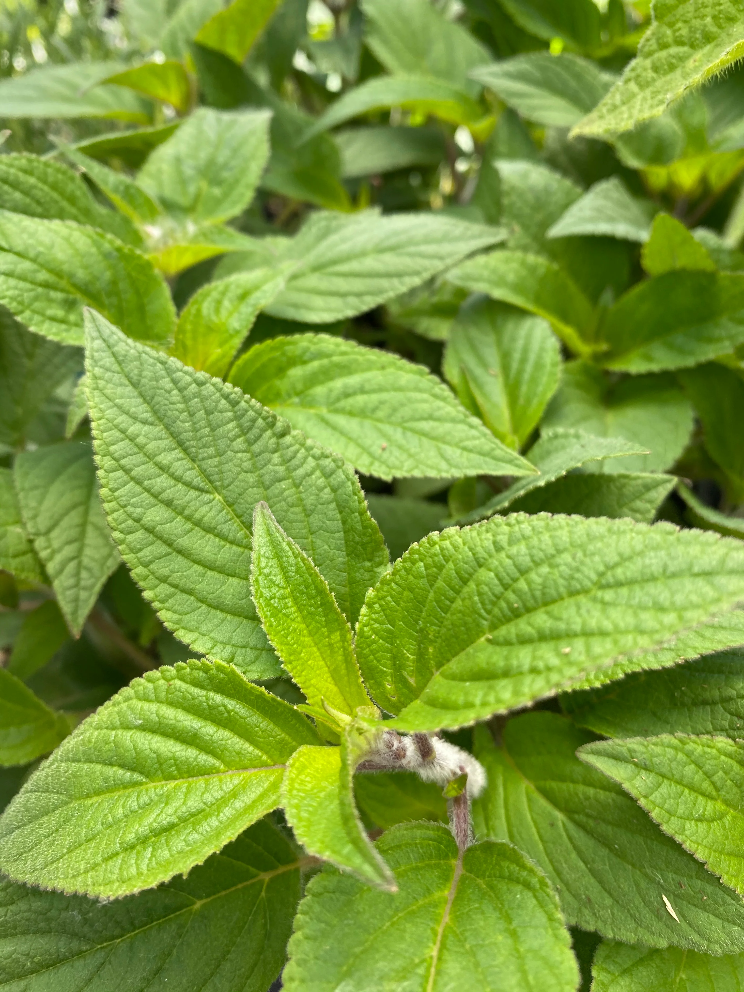 Sage Pineapple 4”