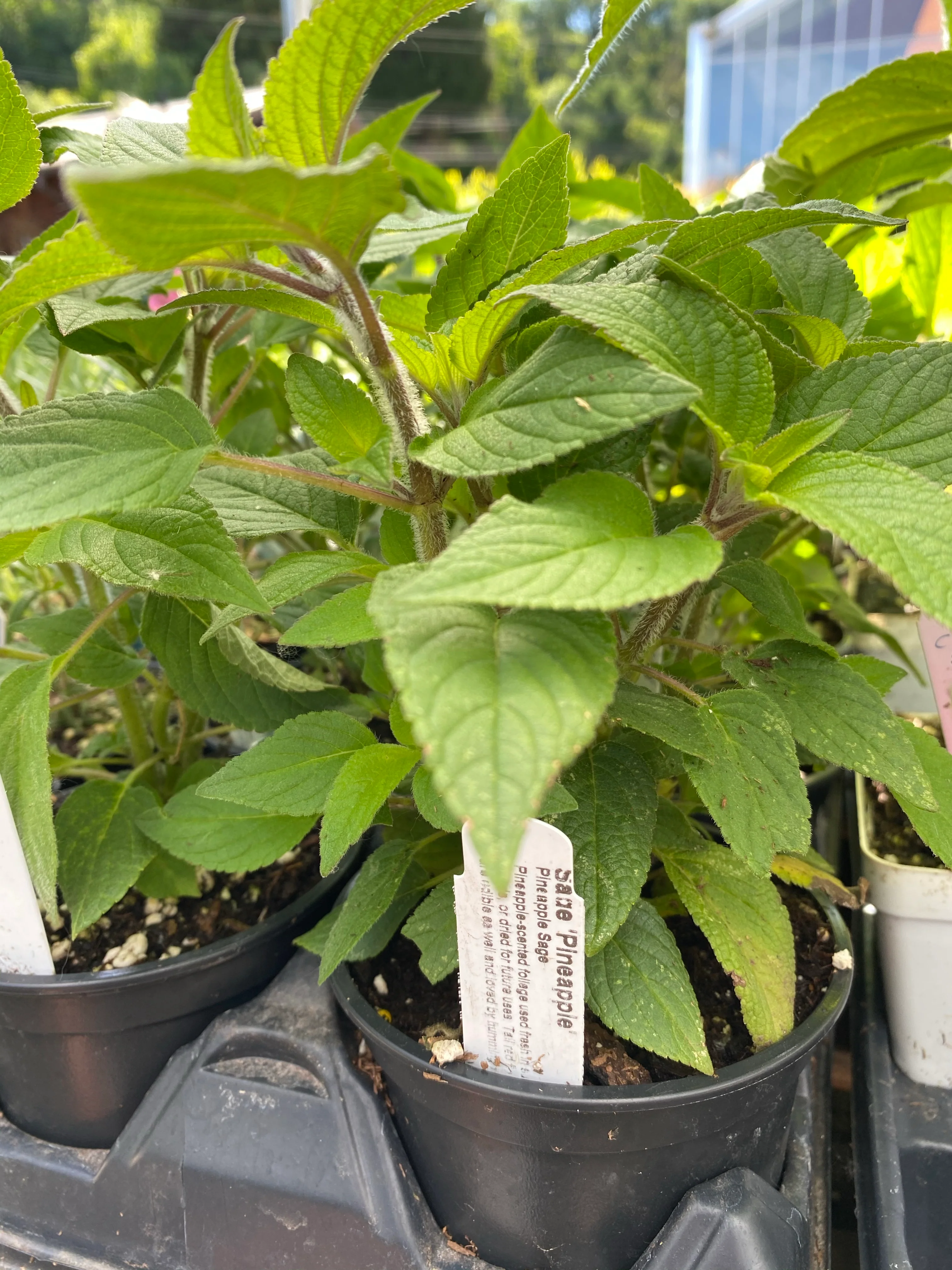 Sage Pineapple 4” - Image 2