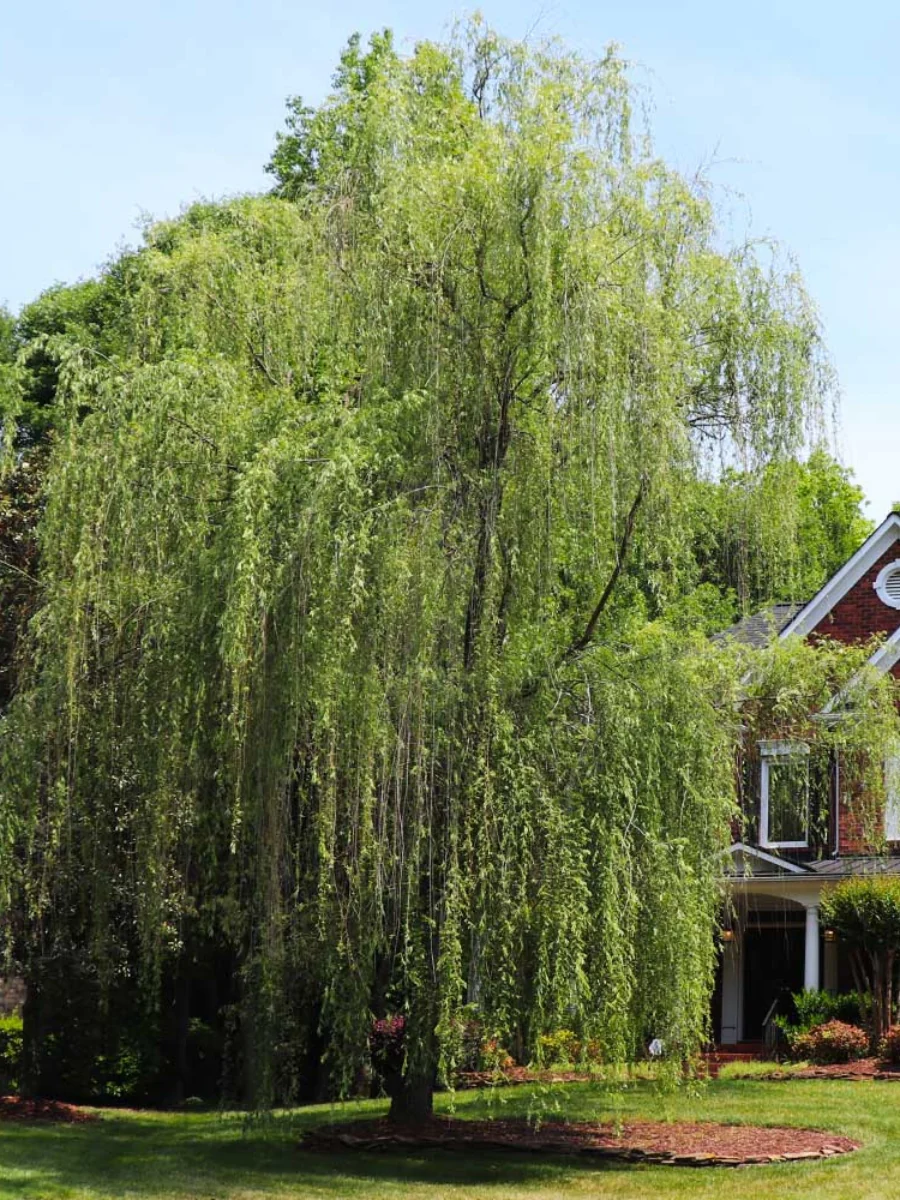 Salix Niobe Golden Willow 1.25''
