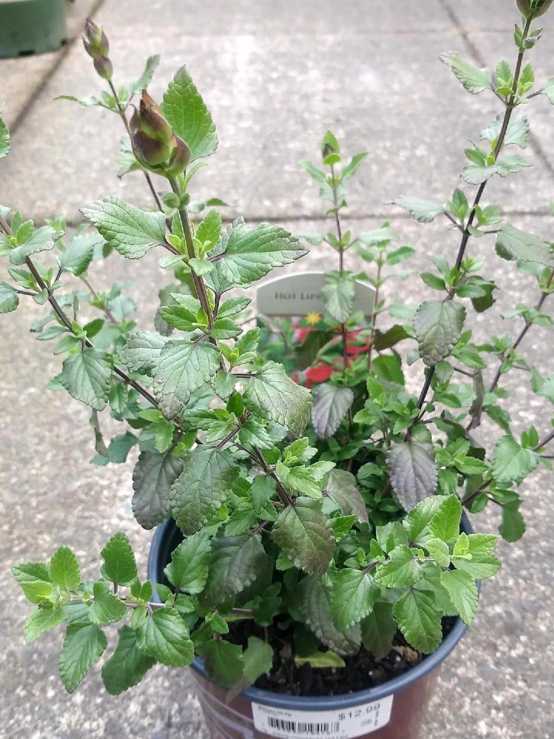 Salvia Hot Lips 1G - Image 3