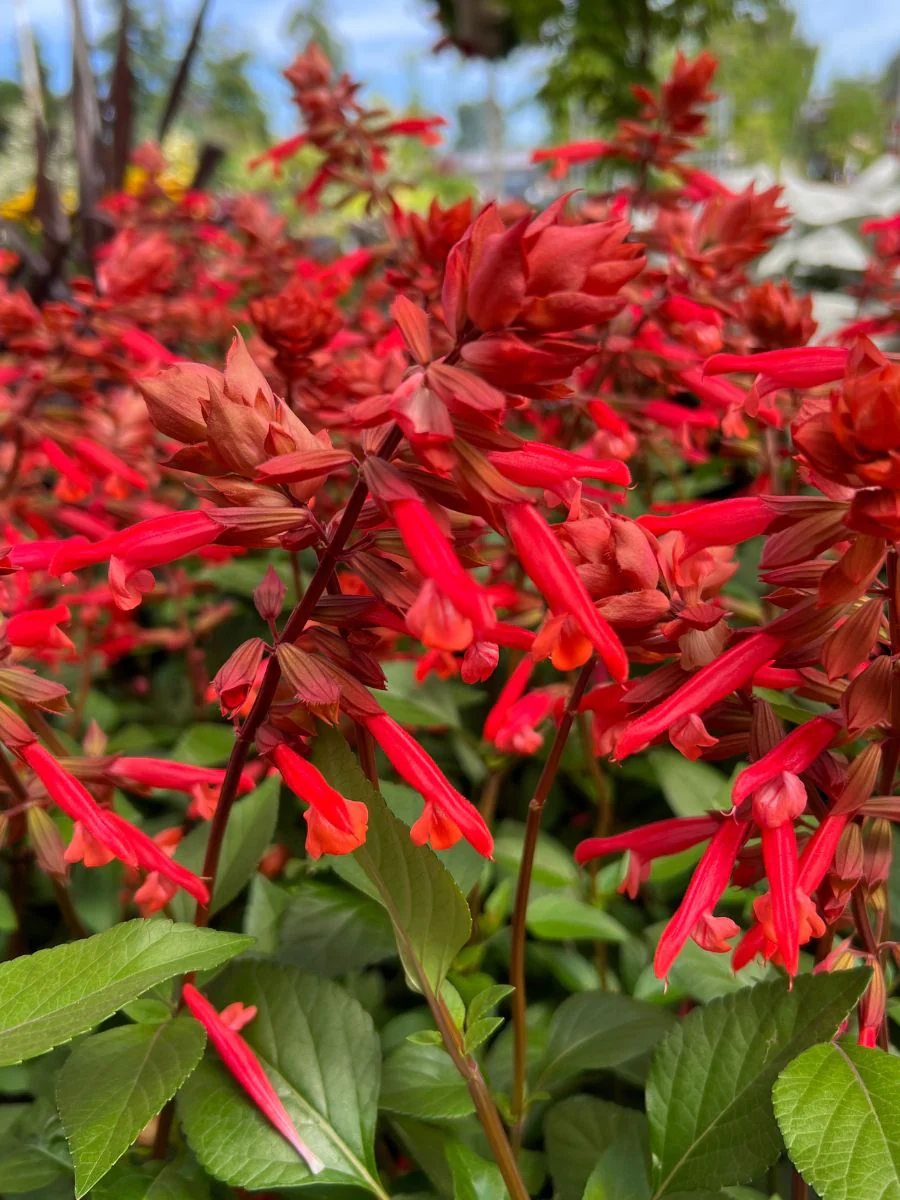 Salvia Skyscraper Orange Qt. - Image 2