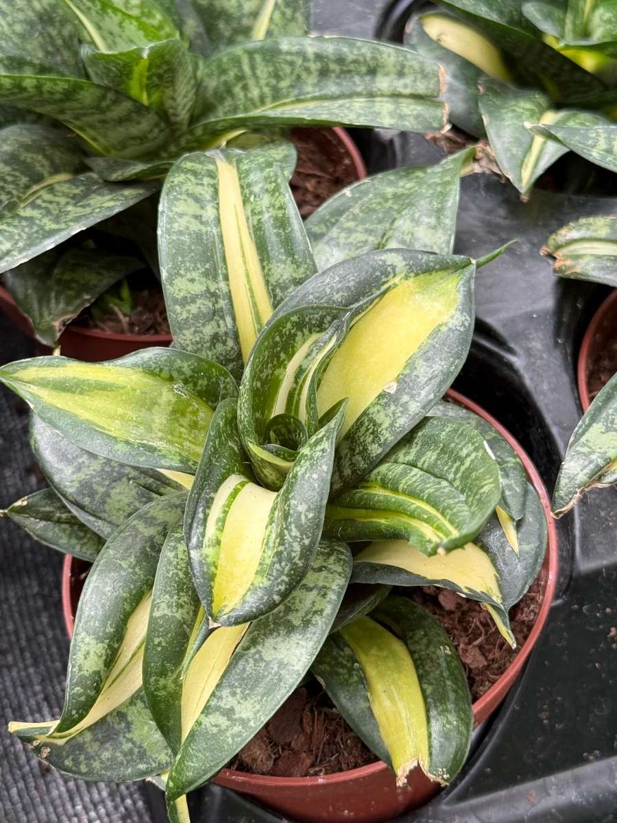 Sansevieria Black Hahnii 4''