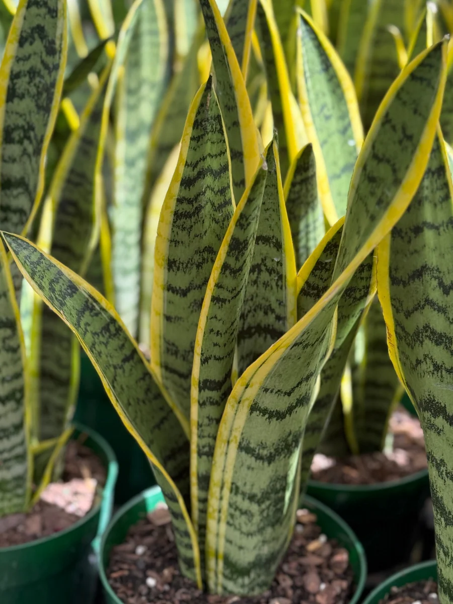 Snake Plant ‘Laurentii’ 6