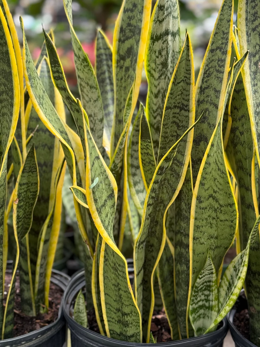 Sansevieria Laurentii 10''