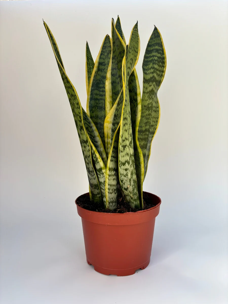 Snake Plant ‘Laurentii’ 6 - Image 2