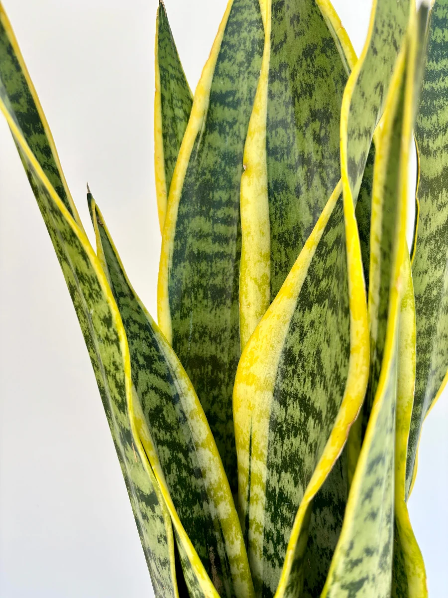 Snake Plant ‘Laurentii’ 6 - Image 3