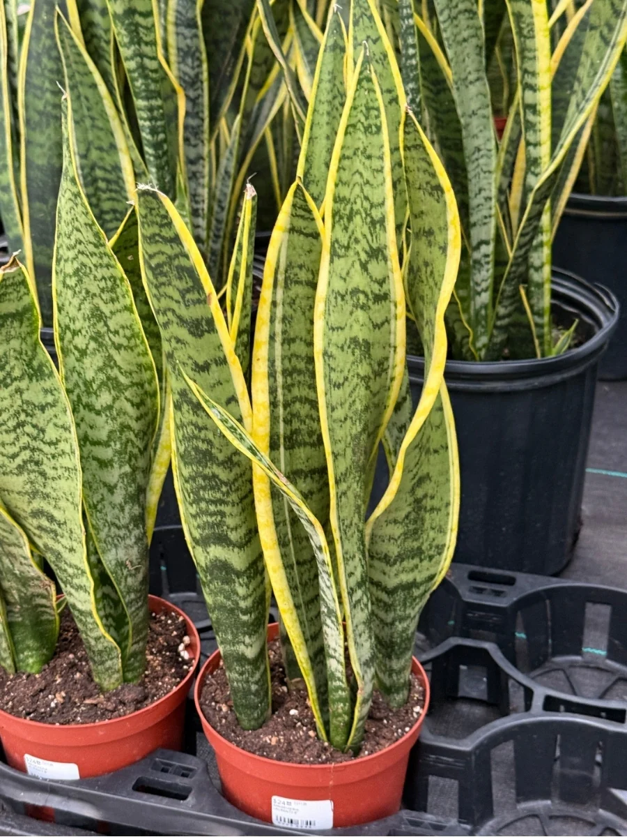 Snake Plant ‘Laurentii’ 6 - Image 4
