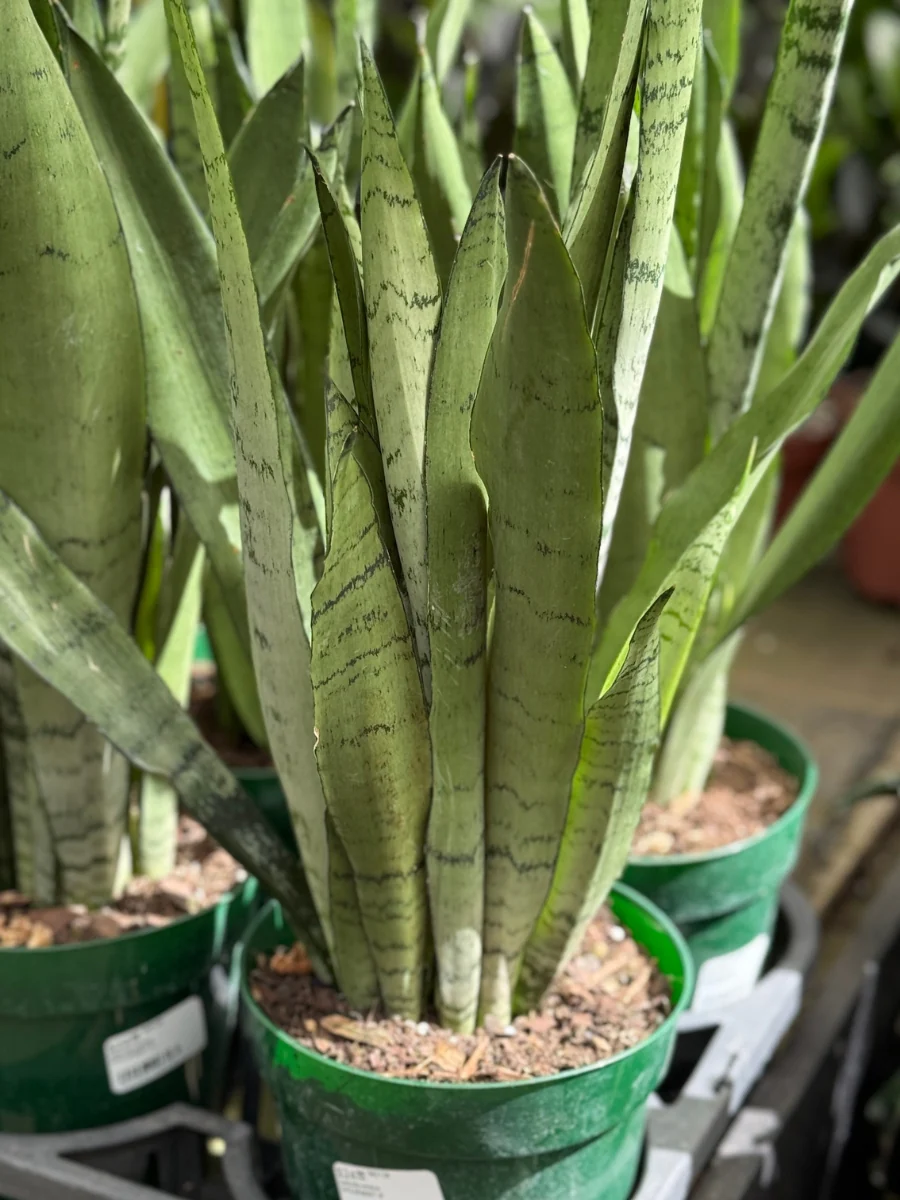 Sansevieria Spearmint 6''