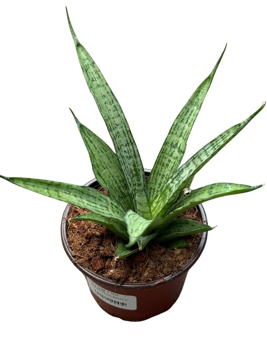Sansevieria White 4''