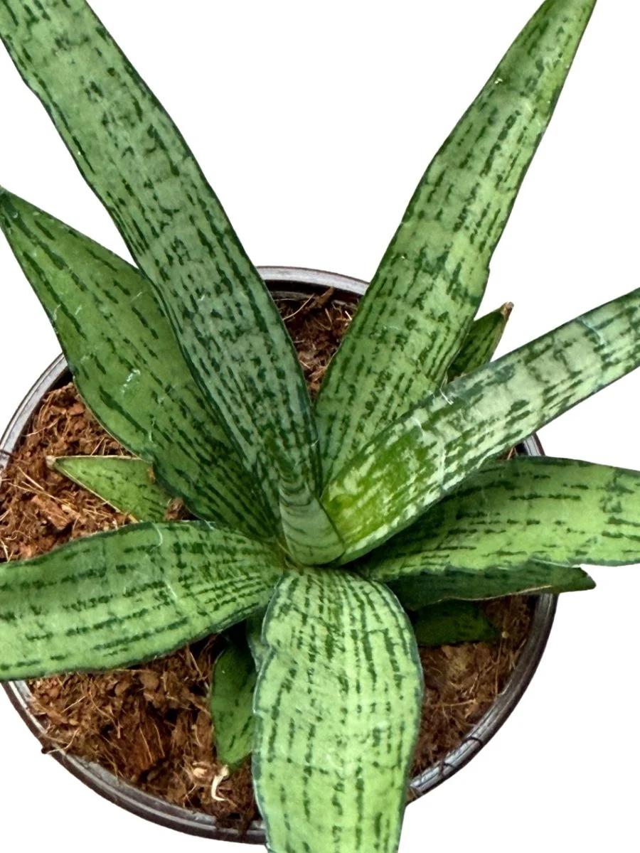 Sansevieria White 4'' - Image 2