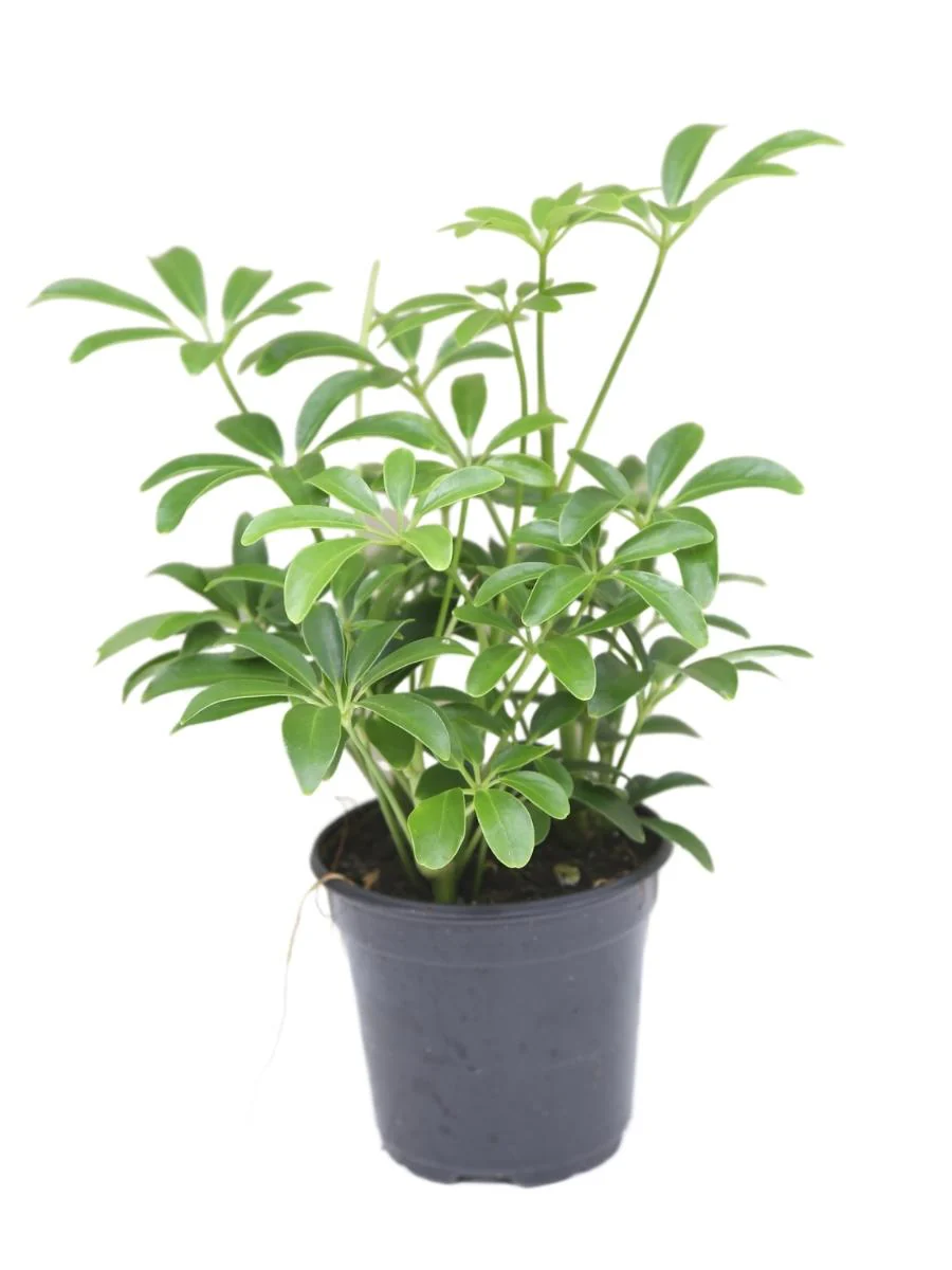 Schefflera 4"