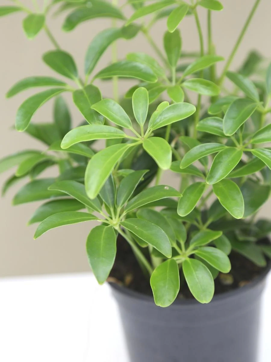 Schefflera 4" - Image 2