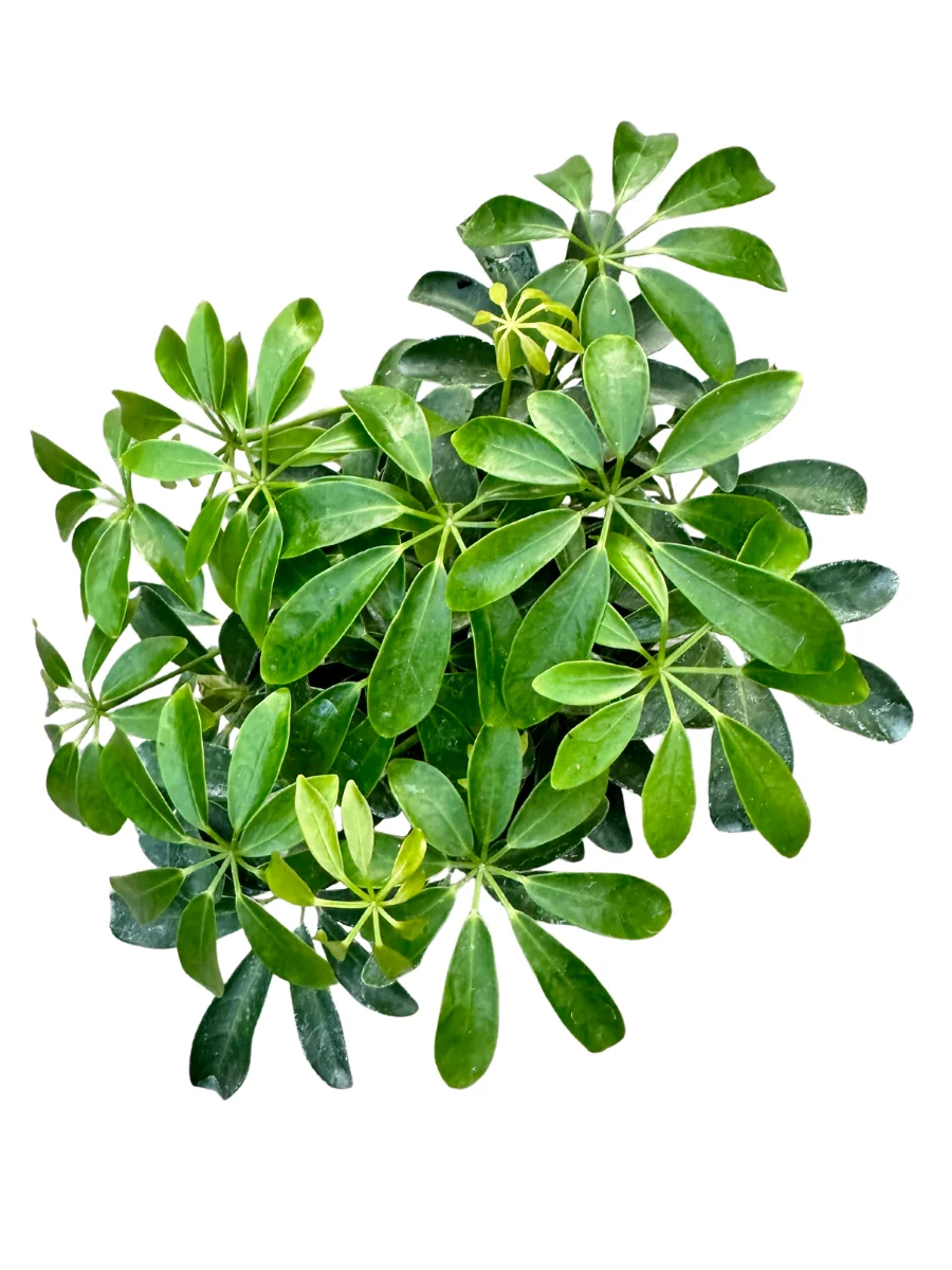 Schefflera 4" - Image 3