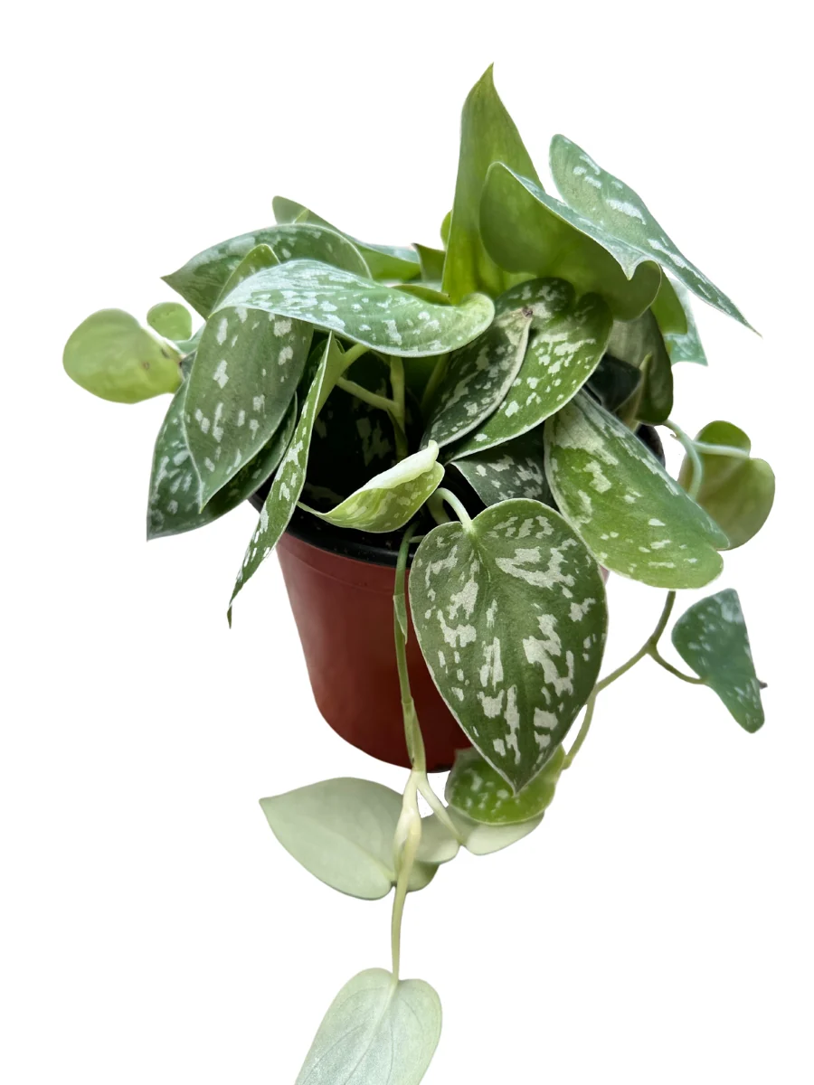 Scindapsus Pictus 6" - Image 3