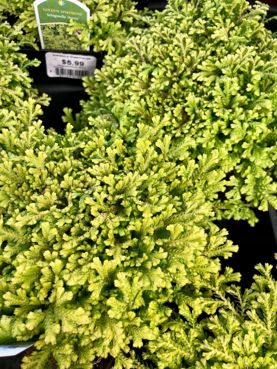 Selaginella Golden Aurea 4" - Image 3