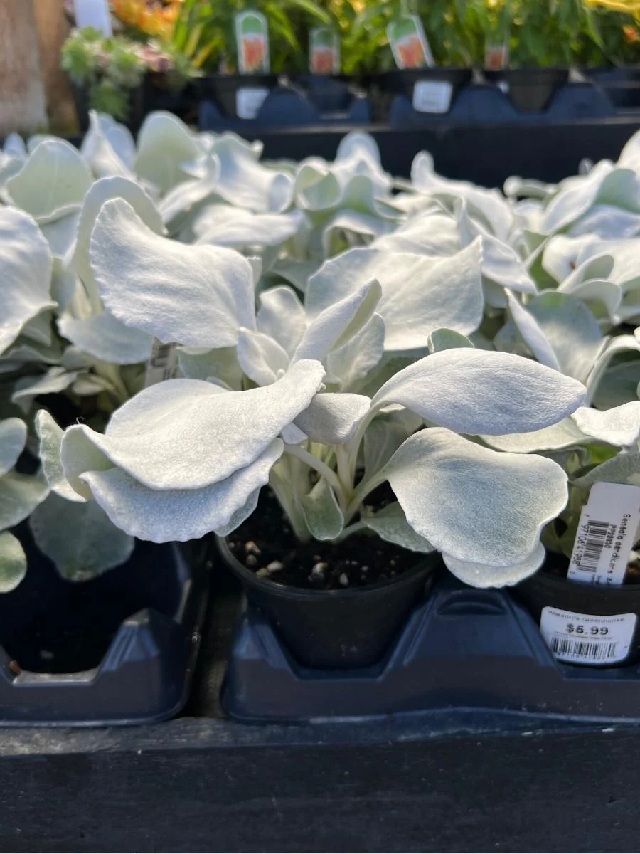 Dusty Miller Senecio 'Angel Wings' - Image 3