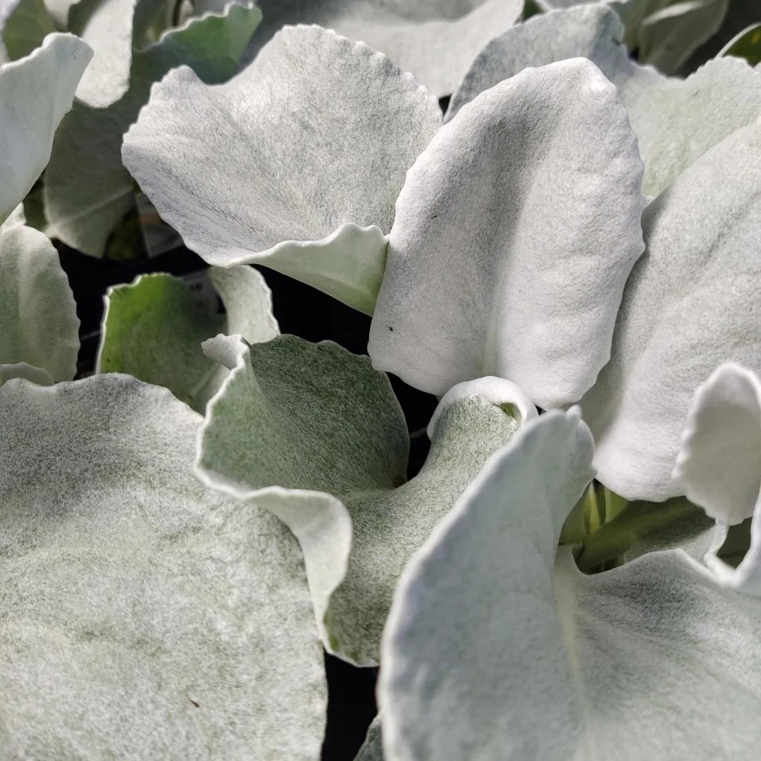 Dusty Miller Senecio 'Angel Wings' - Image 4