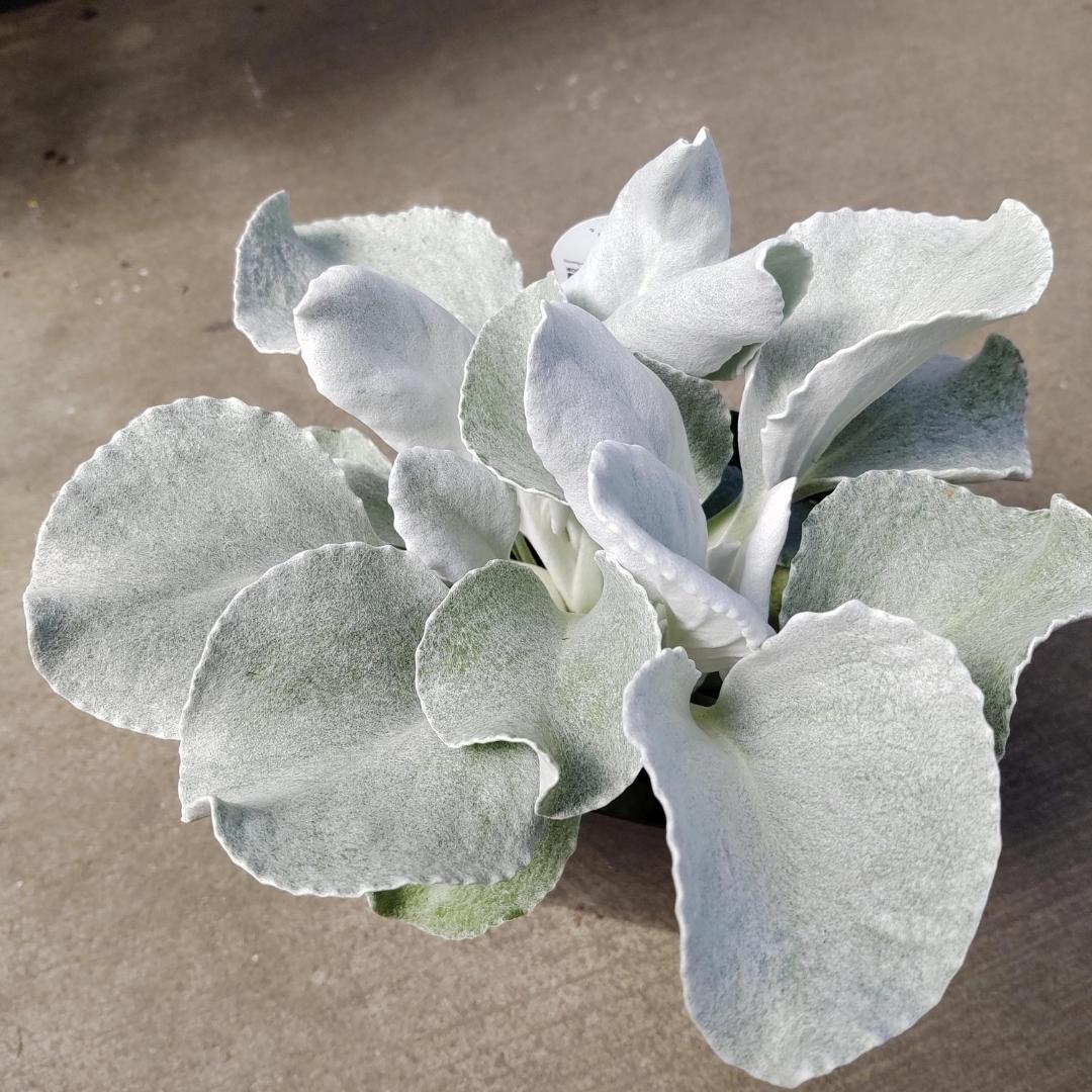 Dusty Miller Senecio 'Angel Wings' - Image 5