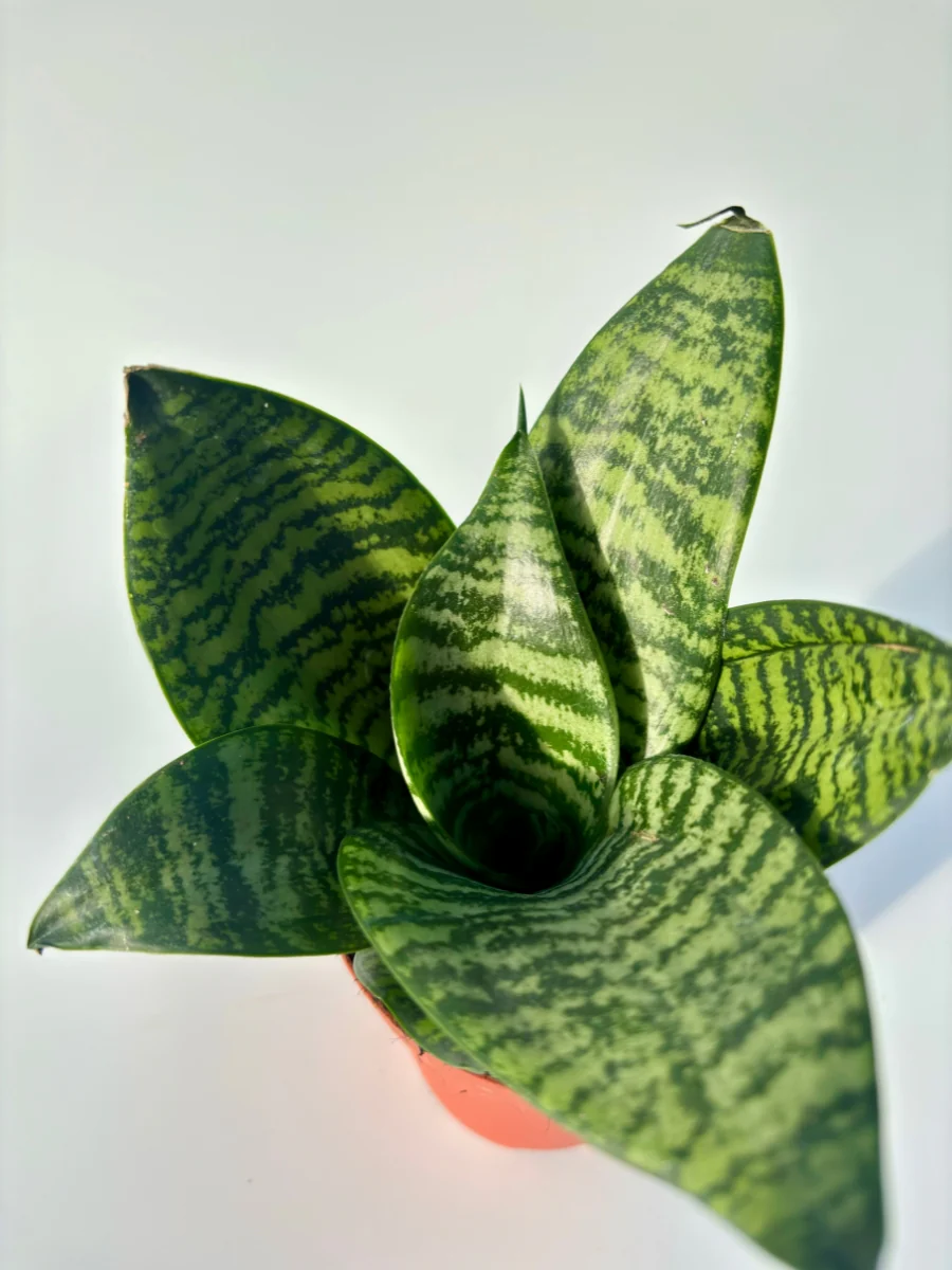 Snake Plant 'Birdsnest' 4'' - Image 3