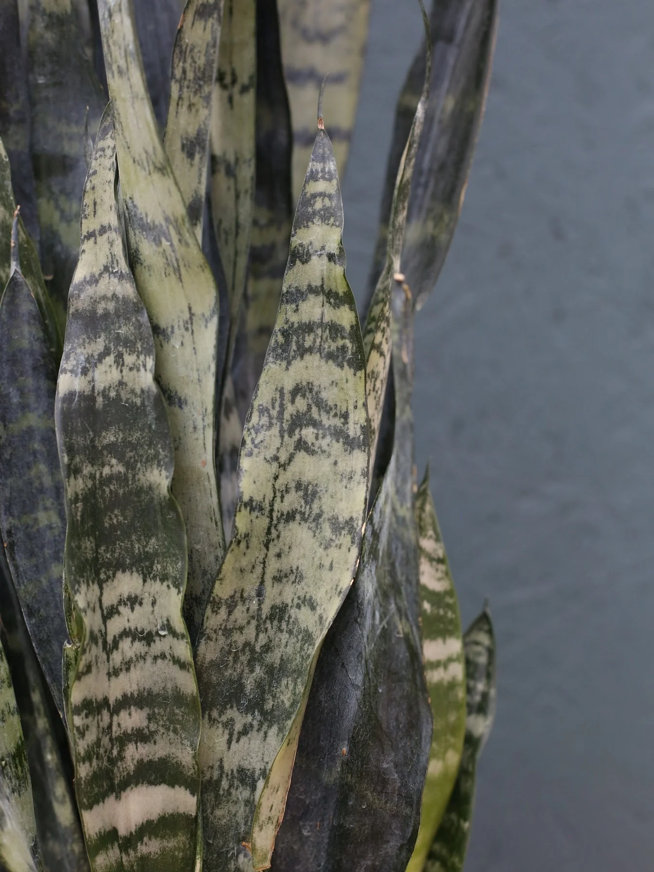 Snake Plant ‘Zeylanica’ - Image 3
